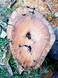 Close-up of tree stump in forest