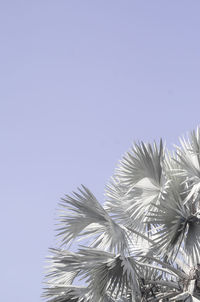 Low angle view of tall against clear sky