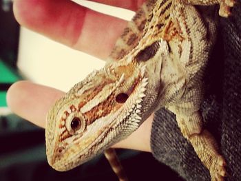 Close-up of lizard