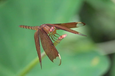 Close-up of insect on leaf