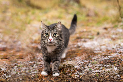 Portrait of tabby cat on field