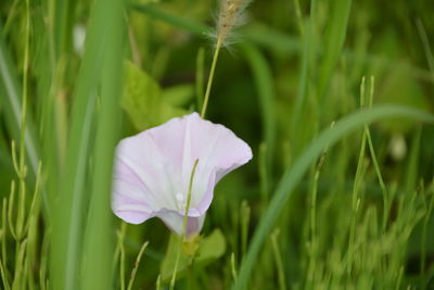 Close-up of flowering plant on field