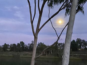 Trees on field against sky