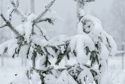 Close-up of snow covered tree