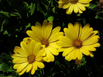 Close-up of yellow flowers