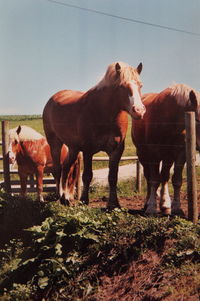 Horse in field
