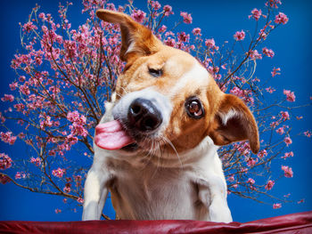 Portrait of dog sticking out tongue sitting against sky