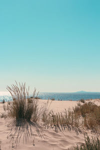 Scenic view of beach against clear sky