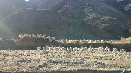 Flock of sheep on mountain during winter