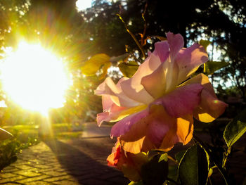 Close-up of flower tree