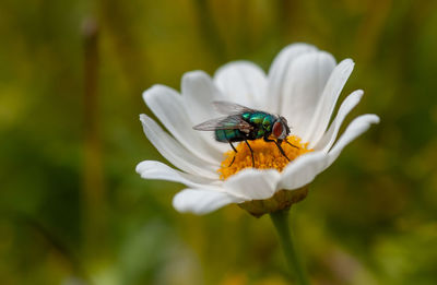 Close-up of insect on flower