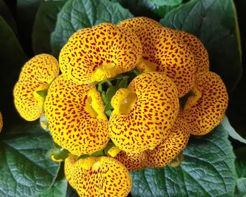 Close-up of yellow flowering plant
