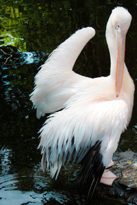 Close-up of swan in water