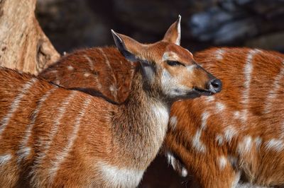 Close-up of deer