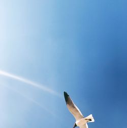 Low angle view of seagull flying in blue sky