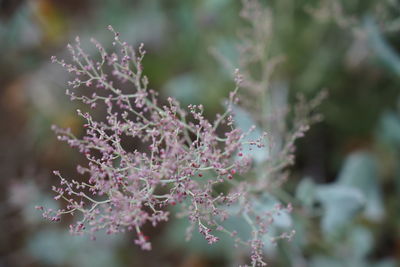Close-up of purple flowering plants against blurred background