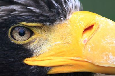 Close-up of a bird