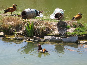 Ducks in a lake