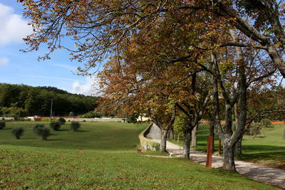 Trees in park during autumn