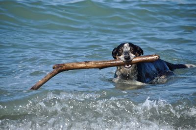 Portrait of dog in the water
