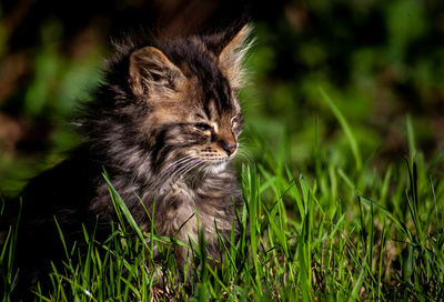 Portrait of a cat on field