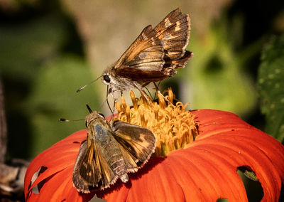 Close-up of butterfly pollinating on flower