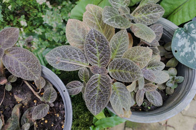 High angle view of succulent plant