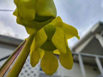 Low angle view of yellow toy on plant against sky