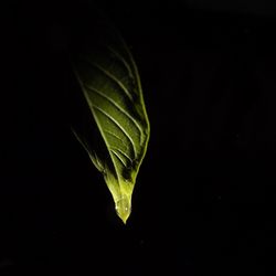 leaf