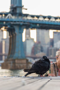 Bird perching on a city