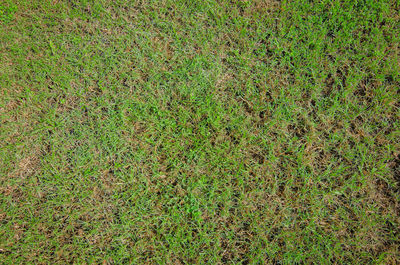 Full frame shot of grass on field