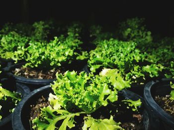 Close-up of plants against blurred background