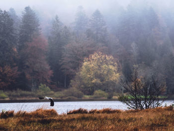 View of a lake in a forest
