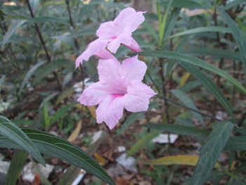 Close-up of pink flowers blooming outdoors