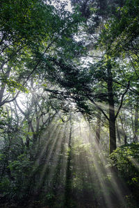 Trees in forest