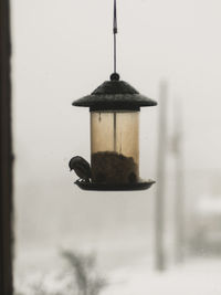 Close-up of bird perching on feeder