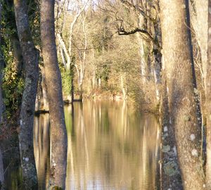 View of trees by calm lake