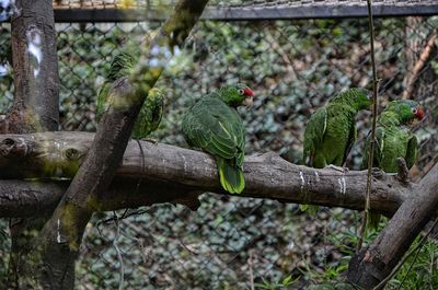 View of birds perching on tree