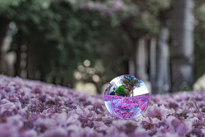 Close-up of fresh purple flower with cherry blossom