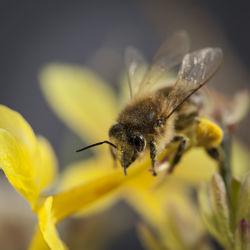 Close-up of bee pollinating on flower