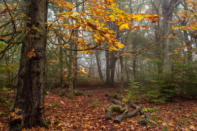 Autumn trees in park