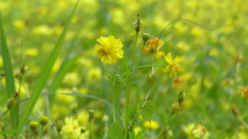 Close-up of insect on yellow flower