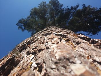 Low angle view of tree against clear blue sky