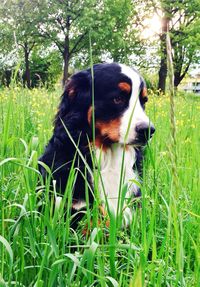 Dog standing on grassy field