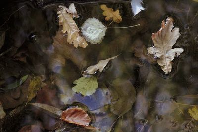 High angle view of leaves floating on lake