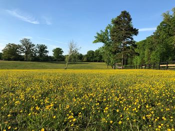 Scenic view of oilseed rape field against sky