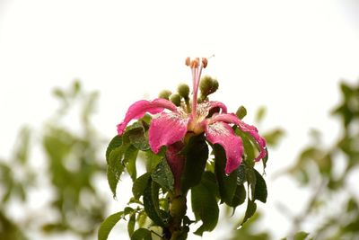 Close-up of pink flowering plant