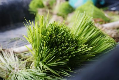 Close-up of succulent plant