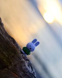 Close-up of ball on tree trunk against sky