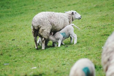 Sheep in a field